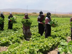 Konya’da marul bolluğu fiyatları düşürdü