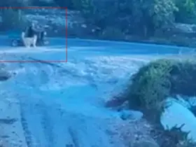 Köpek saldırınca motor devrildi
