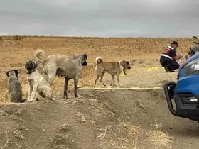 Köpek tartışmasında komşusunu öldüren zanlı tutuklandı

