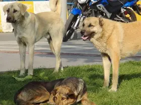 Köpek yola atladı: 4 araç zincirleme kaza yaşadı