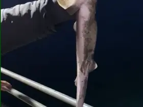 Köpekbalıkları Karadeniz’de ağlardan sonra balıkçıların oltalarına da takılmaya başladı

