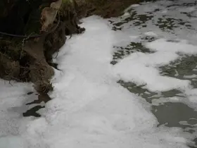 Köpüren dereden ağır kokular yükseliyor
