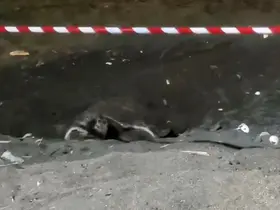 Koruma alanı dışına yuva yapan caretta caretta için şeritli tedbir
