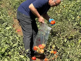 Köşk’te domateste hasat öncesi ilaç kalıntısı denetimi başladı
