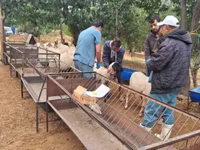 Köşk’te koyun ve keçiler sağlık taramasından geçiriliyor
