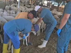 Köşk’te küçükbaş hayvanlara yönelik kimliklendirme çalışmaları sürüyor
