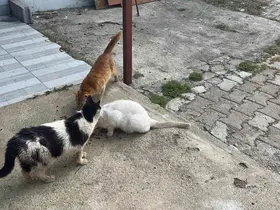 Kötü şartlarda evde tutulan hayvanlar, gençlerin tepkisi sonrası kurtarıldı

