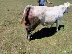 Kovalı Yaylası’nda ayı alarmı: Üreticiler yetkililere seslendi
