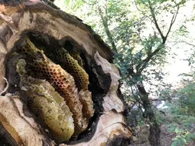 Kovanlardan uzakta üretiliyor, Erzincan’da doğadan hasat ediliyor
