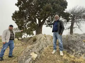 Köy halkı 508 yaşındaki ardıç ağacının tescilini istiyor

