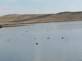 Köyceğiz Göleti’nde yaban ördeklerinden görsel şölen
