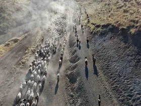 Koyun sürülerinin tozlu yolculuğu görsel şölene dönüşüyor
