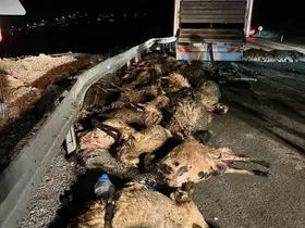 Koyun yüklü tır devrildi: 60 hayvan telef oldu
