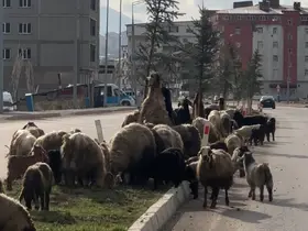 Koyunlar refüjde otladı, sürücüler bekledi
