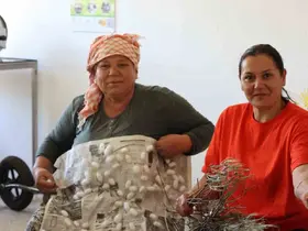 Kozalar ekonomik gelire dönüşüyor
