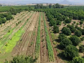 Kozan’da bamya hasadı başladı, tarlada kilosu 150 TL
