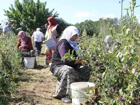 Küçük taneli büyük şifa: Aronya hasadı başladı
