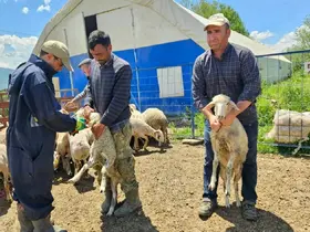 Küçükbaş hayvanlara yönelik aşılama ve küpeleme çalışmaları sürüyor
