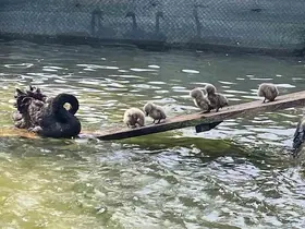 Kuğulu Park’ın 5 yavru kuğusu ziyaretçilerin gözdesi oldu
