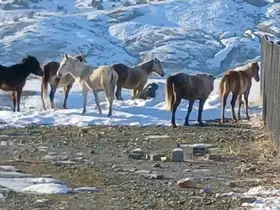 Kulp’ta aç kalan yaban atları grup halinde merkeze indi
