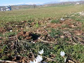 Kulp’ta baharın habercisi çiğdemler açtı
