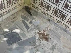 Kulu’da yaralı ebabil kuşuna şefkat eli
