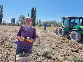 Kümbet’te yetiştirilen doğal patatesin hasadı başladı
