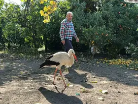 Kümeste tavuklarla birlikte yaşayan leylek, balıkla besleniyor
