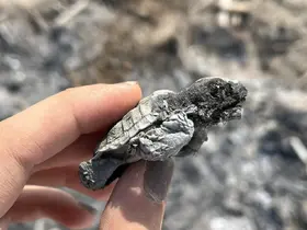 Kumsalda yakılan ateş denize ulaşmaya çalışan yavru carettayı yakıp telef etti
