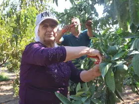 Kuraklığın rekolteyi etkilediği erkenci mandalina, tarladan 30 TL ile 40 TL arasından alıcı buluyor
