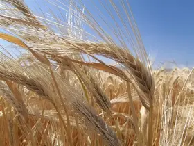 Kuraklık arpa ekimini artırdı
