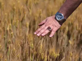 "Kuraklık" değişkeni devre dışı kaldı; buğdayda rekor geliyor
