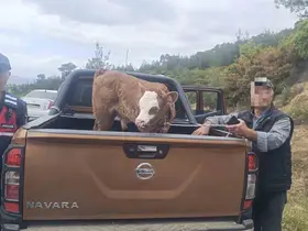 Kurban Bayramı öncesi çalınan büyükbaş hayvan bulunarak sahibine teslim edildi

