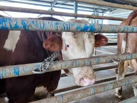 Kurban kesim başvuruları 11 Mayıs’ta başlıyor
