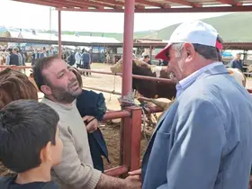 Kurban pazarlarında hareketlilik başladı
