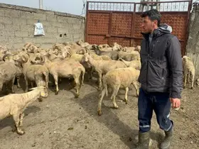 Kurbanlık parasıyla evlenmişti şimdi doğacak bebeği için kullanacak

