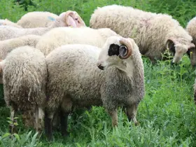 Kurbanlık pazarında büyükbaş fiyatları küçükbaşa talebi artırdı
