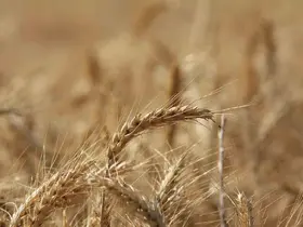 Küresel tahıl üretiminde 105 milyon tonluk rekor artış bekleniyor
