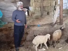 Kurtlar ağıla girdi: 14 koyun telef oldu, 30 hayvan kayboldu

