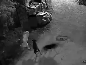 Kurtlar, indikleri köyde köpeği boğdu
