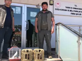 Kuş denetiminde kafeslerdeki keklik ve papağanlara el konuldu
