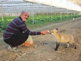 Küs olan kardeşlerin tilki rekabeti: Ağabey mangal partisi yapıyor, kardeşi pastayla besliyor
