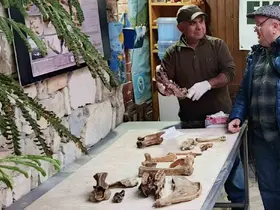 Kuşadası kıyılarında fırtına sonrası ortaya çıkan kemikler incelendi
