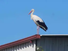 Kuşadası’na ilk defa leylek geldi
