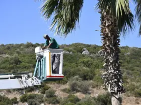 Kuşadası’nda palmiyeler bakıma alındı
