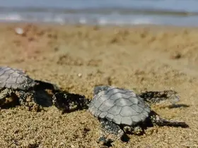 Kuşadası’nda sürpriz caretta caretta çıkışı
