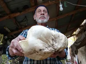 Kütahya’da 3 kilo dev mantar bulundu
