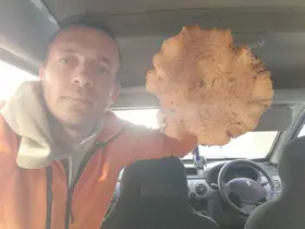 Kütahya’da bulunan dev mantar şaşırttı
