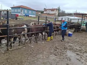 Kütahya’da ithal besilik sığırların aşılama ve sağlık kontrolleri yapıldı
