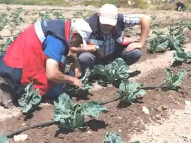Kütahya’da karnabahar ve çörekotu üretimi denetlendi
